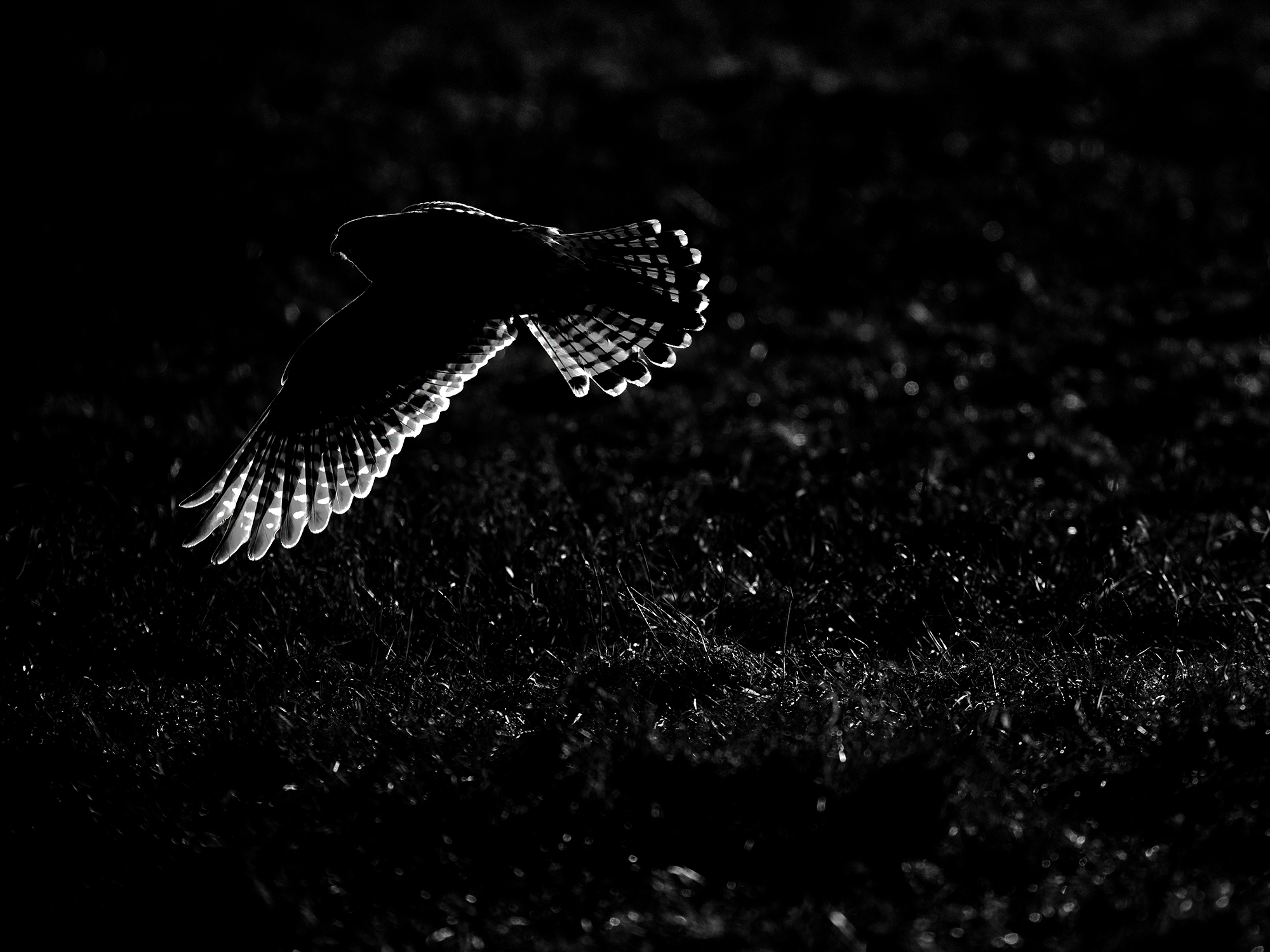 Turmfalke hebt nach ...